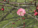 香山園の梅の写真です。