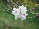 桜の写真です。