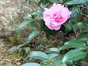 光庭に咲いているサザンカの花の写真です。
