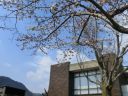 図書館敷地内の桜の写真です。写真をクリックすると大きくなります。