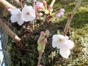 桜の花の写真です。写真をクリックすると大きくなります。