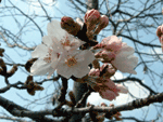図書館そばの桜の様子です。ついに咲き始めました！。