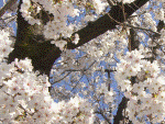 図書館南側の桜の開花状況です。満開になりました。